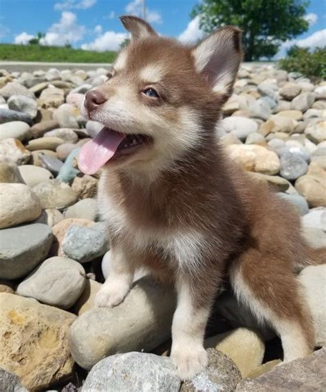 The pomsky is a lively and eager to learn dog, who gets along well with children and elderly alike. Pomsky Puppies For Sale | Denver, CO #292082 | Petzlover
