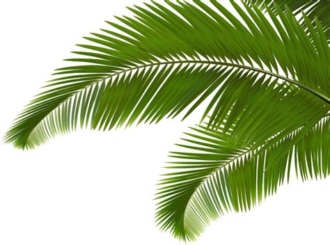 Image Result For Palm Frond Transparent Png 6c7