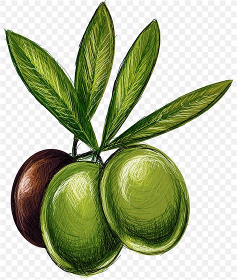 Lime Olive Drawing Illustration Png 794x969px Lime Cartoon Drawing