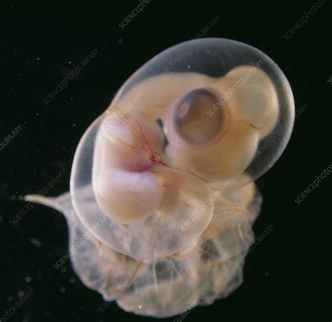 Chicken Embryo Stock Image C0489343 Science Photo Library