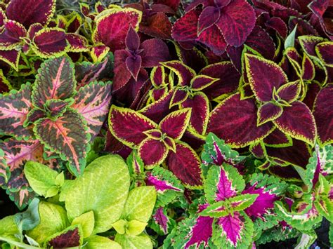 Coleus Propagation How To Plant Coleus Seed Or How To Root Coleus Cuttings