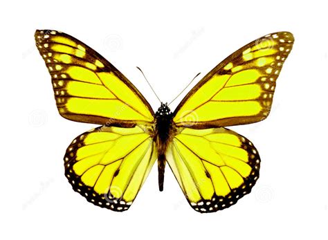 Menyebar begitu banyak warna dan membawa senyum. hewan lucu 2016: animasi bergerak kupu kupu terbang Images