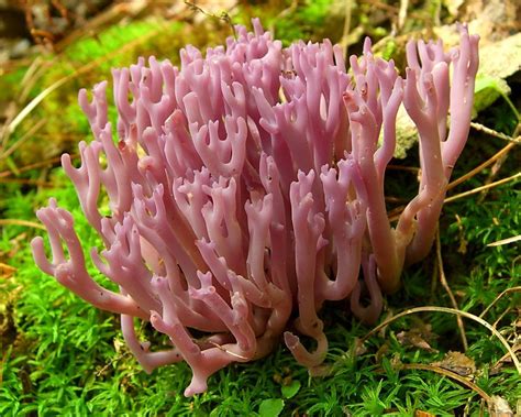 Calvulina Amethystina A Purple Coral Mushroom Looks Like Little Zombie