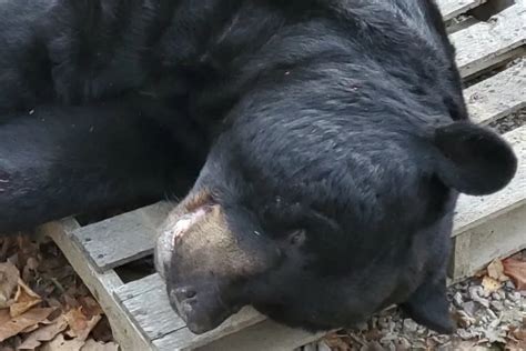 At 700 Pounds Black Bear Killed In New Jersey Sets World Record Says