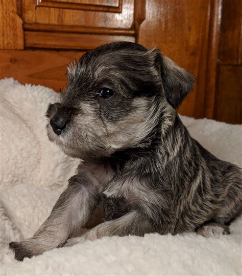 Contact ohio miniature schnauzer breeders near you using our free miniature schnauzer breeder search tool below! Miniature Schnauzer Puppies For Sale | New Carlisle, OH #284699
