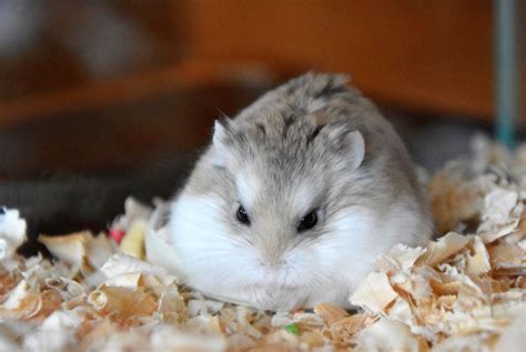 Robi Roborovski Dwarf Hamster Cute Cute Hamsters