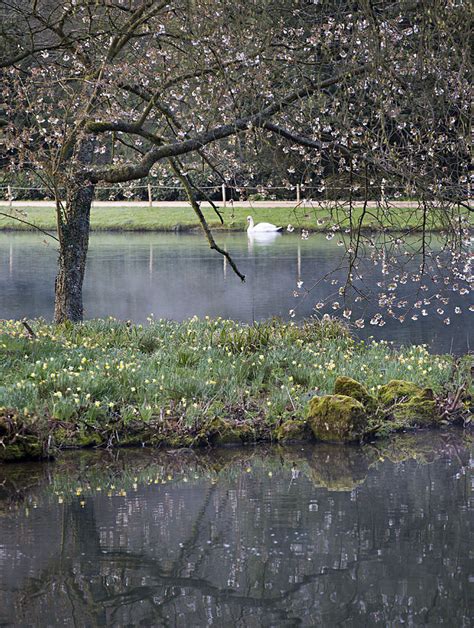 Swan And Cherry Blossoms Photograph By Carol Ellerton