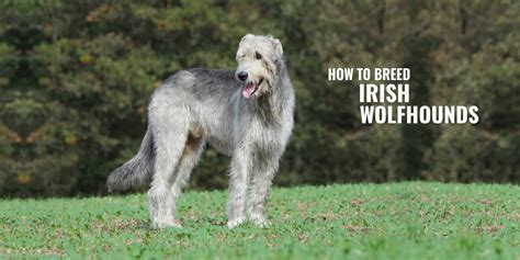 How To Properly Care For A Irish Wolfhound