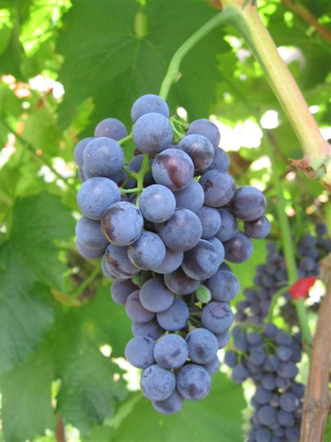 Каберне Кортис | Блог Игоря Заики о виноградарстве и ...