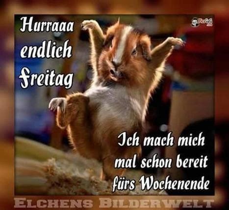 Downloaden sie kostenlos auf ihrem telefon oder computer! guten morgen lustige bilder freitag - Gb Bilder • GB Pics ...