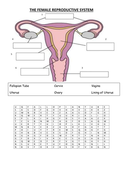 It is oval in shape and pink in colour. female reproductive system by vinnie254 - Teaching Resources - Tes