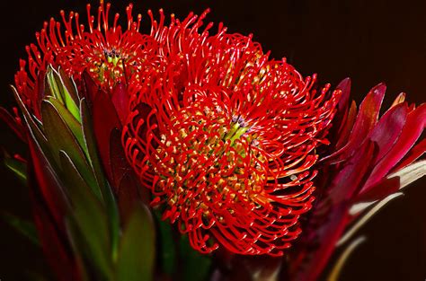 Buy protea plants you must verify the identification florists information, asking questions such as are they reliable? HOW TO GROW PROTEA |The Garden of Eaden