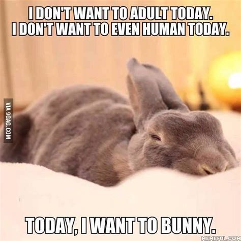 I Dont Want To Adult Today Animal Meme Cute Bunny Funny Bunnies Bunny