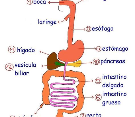 Diagrama Del Aparato Digestivo