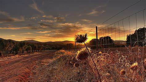 Dirt Road Along A Grove At Sunset Fence Dirt Grove Weeds Sunset