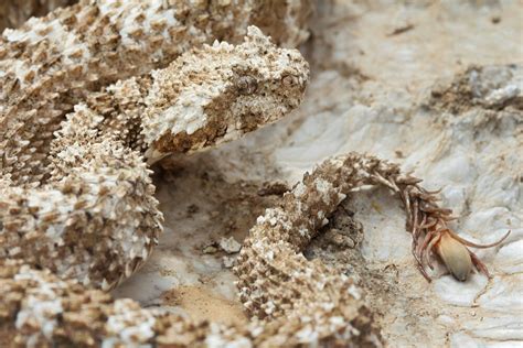 Rare Spider Tailed Horned Viper Spotted In Western Iran Tehran Times
