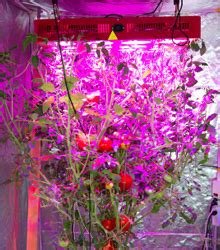 We did not find results for: How to Grow Tomatoes Under LED Lights ...
