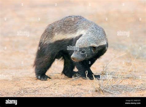 An Alert Honey Badger Mellivora Capensis Kalahari Desert South