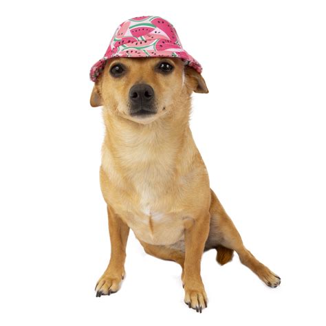Sale Dog Hat In Stock