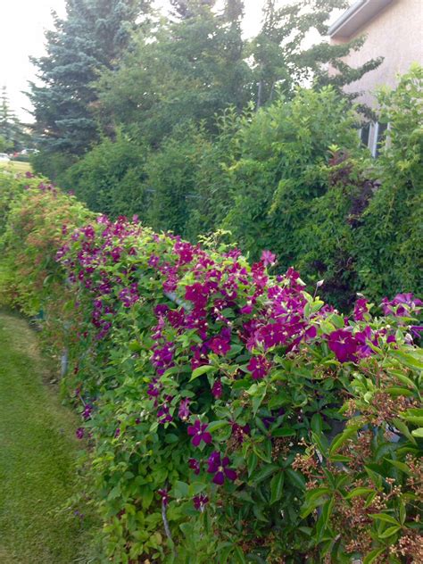Best Plants To Cover A Fence For Small Space Home Decorating Ideas
