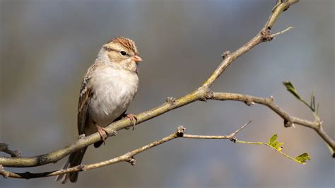 Chipping Sparrow — Eastside Audubon Society