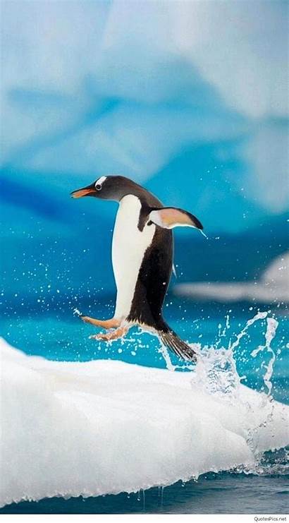 Iphone Animal Penguin Animals 1080 Wild Jumping