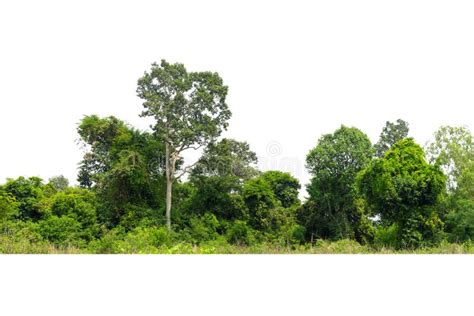 View Of A High Definition Treeline Isolated Stock Photo Image Of