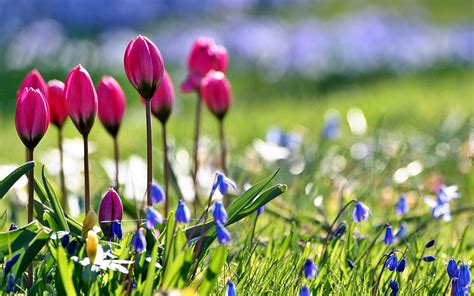 Wiosna Ogród Tulipany Cebulice
