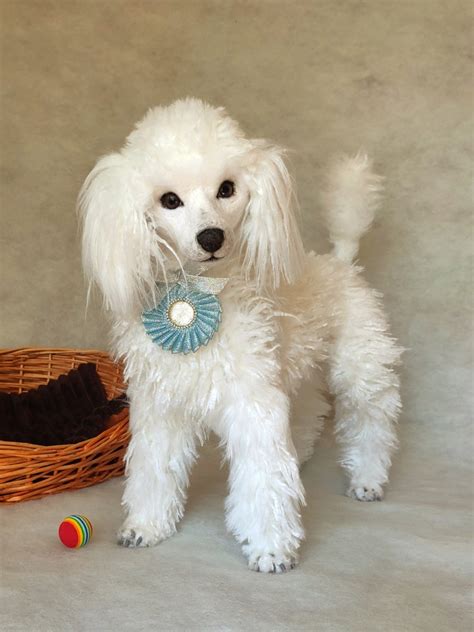 Poodle Realistic Plush Dog Figurine Etsy