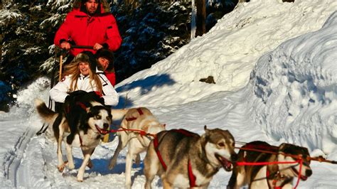 Dogs Sled Adventure Do You Play