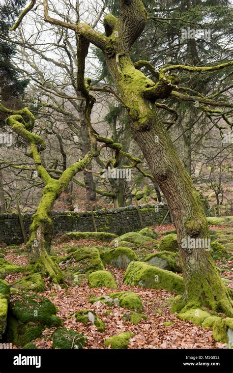 Ancient Woodland At Padley Gorge In The Peak District Derbyshire Stock