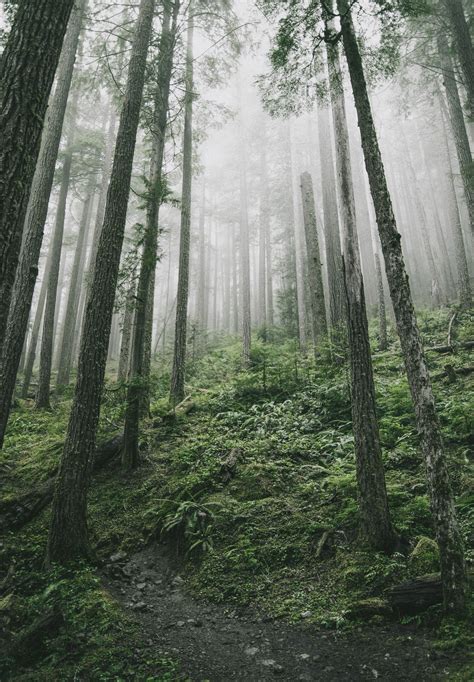 The Foggy Forests Of Olympic National Park Washington Oc 3473x5000