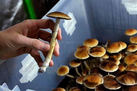 New Coalition Seeks To Reschedule ‘magic Mushrooms Under International Law