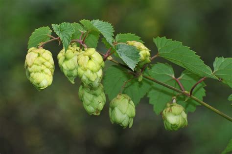 Wir verraten ihnen, wann die roten früchte ihre saison haben. Botanikus: Hopfen