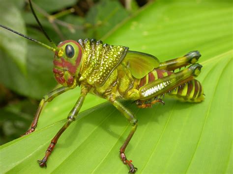 Grasshopper True Wildlife Creatures