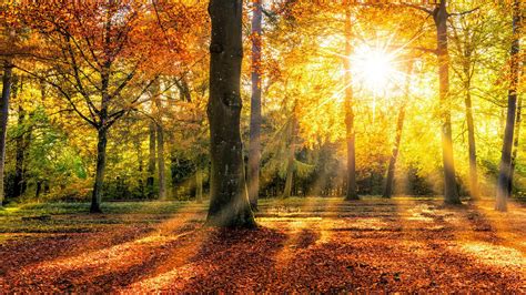 Autumn Forest With Sunlight Nature Hd Desktop Wallpaper Widescreen