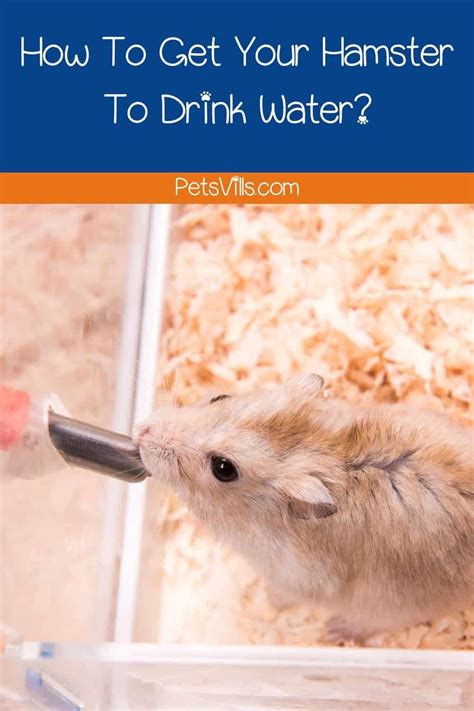 How To Get Your Hamster To Drink Water 4 Steps To Try