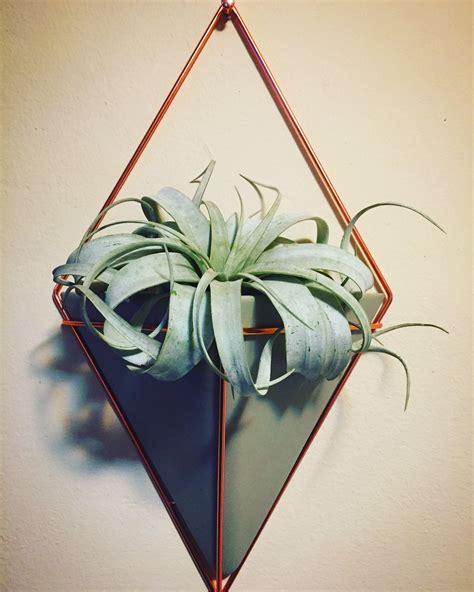 Beautiful Air Plant And Wall Planter Wall Planter Air Plants Plants