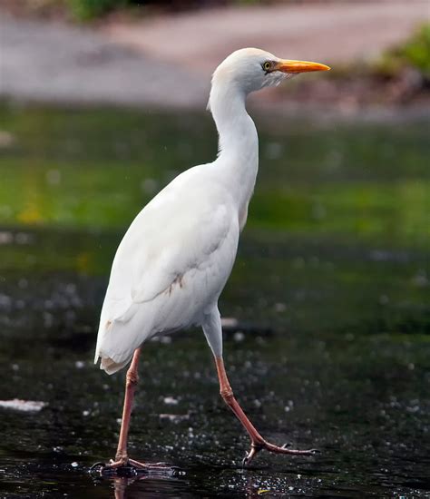 Cattle Egret In Princeville Phil Haber Photography