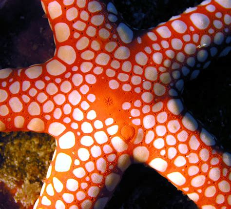 Red Sea Star Stock Photos Pictures And Royalty Free Images Istock