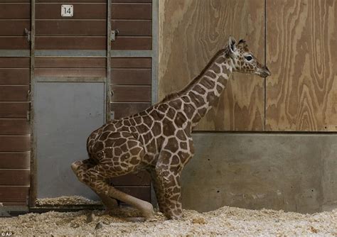 Newborn Baby Giraffe Unveiled At San Francisco Zoo Daily Mail Online