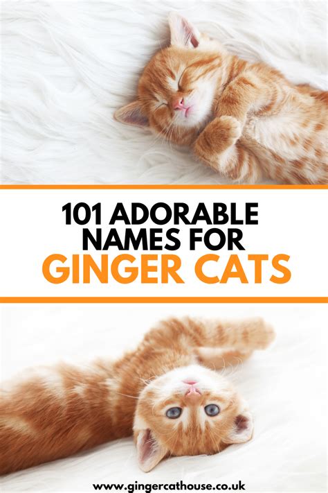 101 Adorable Cat Names For Ginger Cats Ginger Cat Names Cute Cat