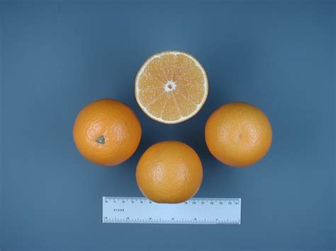 jaffa orange a mid season variety