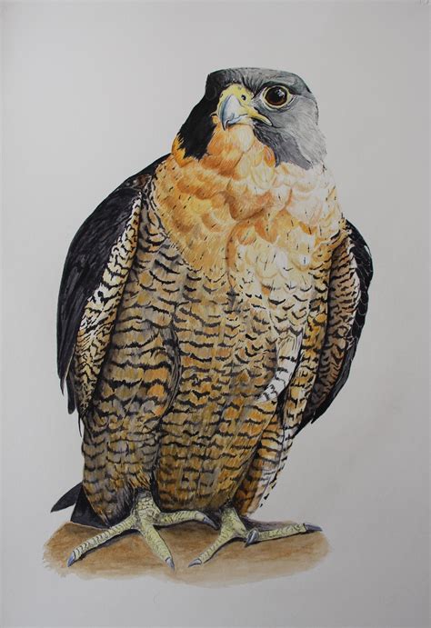 Peregrine Falcon Ozart Finder