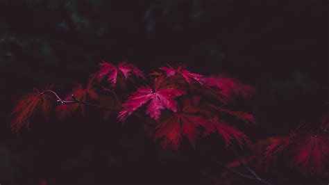 Autumn Leaves 4k Wallpapers Wallpaper Cave