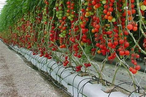 Plantar Y Cultivar Tomates ¡fácil Y Saludable Jardinedia
