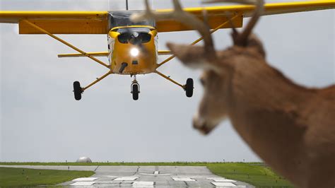Report Offers Insights On Aircraft Wildlife Collisions Aopa