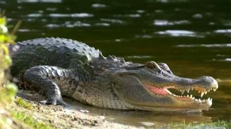 Woman Killed By Alligator In South Carolina While Walking Dog Rocci