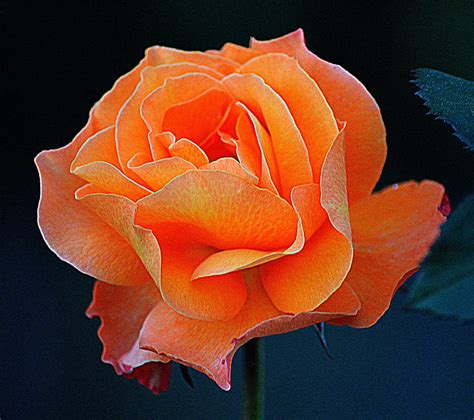 Orange Rose Flower Hd Wallpaper Peakpx
