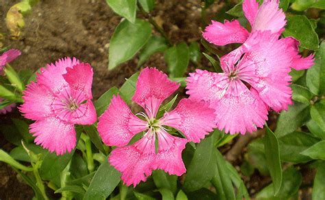 Pink Dianthus looks nice. | Pink dianthus, Garden center, How to look better